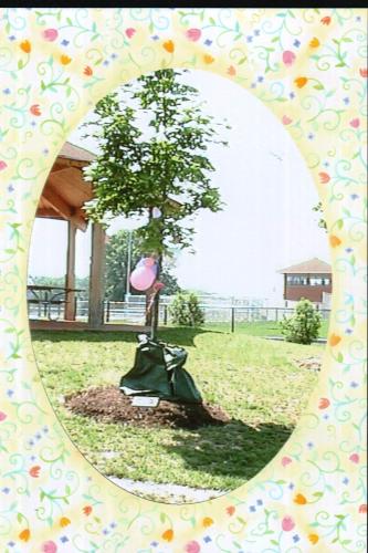 Isabella's Memorial Tree